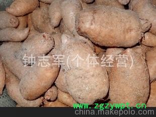 大量供应-- 鲜天麻 优质天麻 鲜天麻批发 宜昌鲜天麻 产地直销