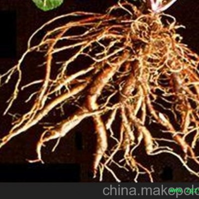 批发丹参种苗 丹参种苗批发 航天丹参苗 寿光丹参苗