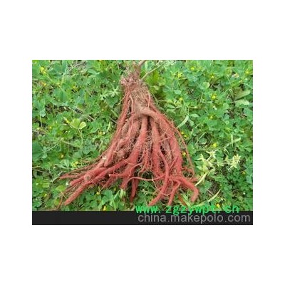 自产优质航天选育丹参根