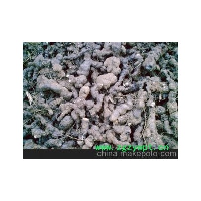 本合作社有大量猪苓出售，欢迎新老朋友前来联系，量大从优