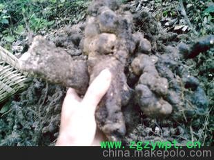 出售猪苓种，量大从优