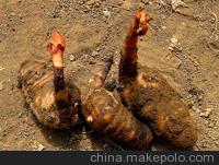 供应华宝6号天麻种子,天麻技术,天麻回收图2