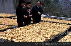 供应华宝6号天麻种子,天麻技术,天麻回收图3