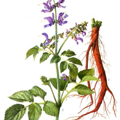 丹参种苗/寿光丹参种苗/丹参种苗价格 寿光凯润蔬菜