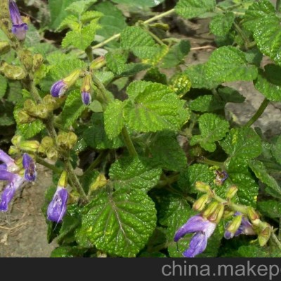 供应 丹参苗 航天丹参种苗 丹参苗价格 山东丹参苗种植厂家