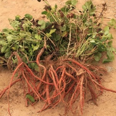 丹参苗价格，航天丹参苗，航天丹参苗种类，寿光凯瑞蔬菜丹参苗