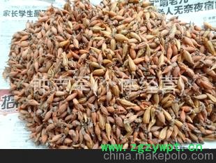 大量供应-- 天麻蒴果 天麻蒴果种子 宜昌天麻蒴果 产地直销