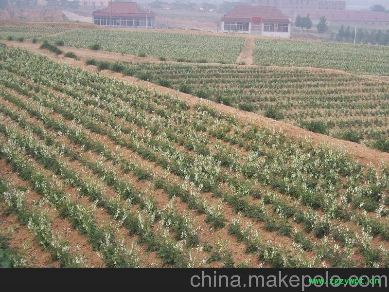 供应航天丹参苗 丹参苗价格 便宜的航天丹参苗 寿光丹参苗