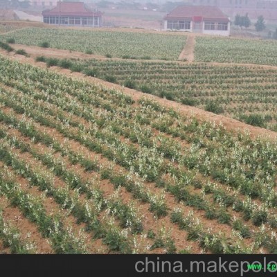 供应航天丹参苗 丹参苗价格 便宜的航天丹参苗 寿光丹参苗