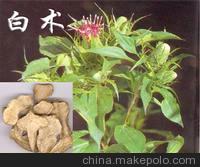 优质中草药 白术