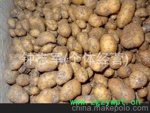 大量供应-- 宜昌天麻 鲜天麻 保鲜天麻 天麻批发 保质保量