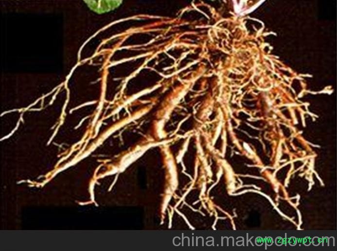 高品质丹参种苗，丹参种苗批发厂家，较好的丹参种苗 凯瑞