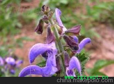 品牌丹参苗 丹参苗批发 丹参苗品种 航天丹参苗