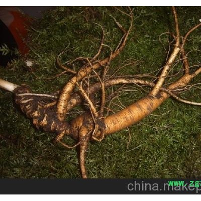 沈阳活野山参批发_沈阳野山参产地价格 长寿不老参