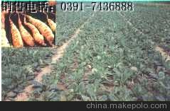 地黄山药 地黄功能 生地地黄 地黄种子 地黄多糖