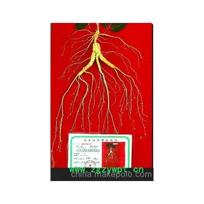大量批发 精美 礼盒人参 国检证