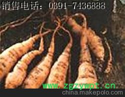 生地黄功效 地黄 干生地 干地黄 大生地 细生地图2