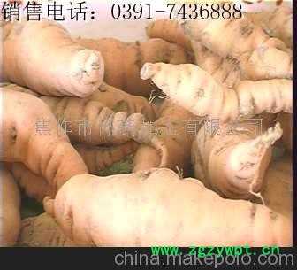 生地黄的功效 怀地黄 熟地黄 鲜地黄 生地黄 四大怀药