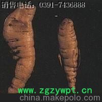 熟地黄 生地黄的功效 鲜地黄 鲜地黄 怀地黄