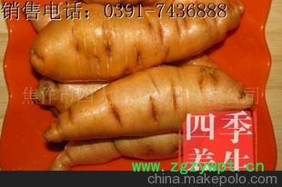 焦作特产四大怀药、鲜地黄、焦作鲜地黄、生地黄、熟地黄、地黄