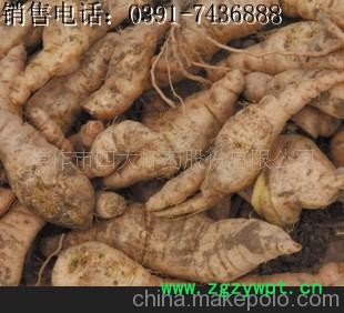 焦作特产四大怀药、怀地黄、生地黄、熟地黄、怀生地、熟地、地黄