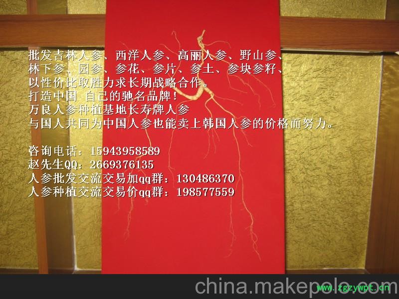 广东人参产地批发_广东人参产品价格 广东长寿人参