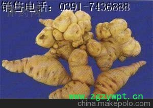 直销鲜地黄 焦作四大怀药 地黄 生地片 四大怀药图2