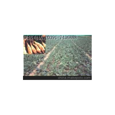 四大怀药 怀地黄 生地黄功效 生地片 四大怀药 熟地黄