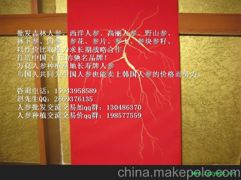 广东党参人参批发_广东东北人参价格 广东长寿人参