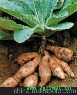 河南温县怀地黄批发（可就地块买卖）