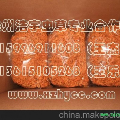 供应虫草_北虫草