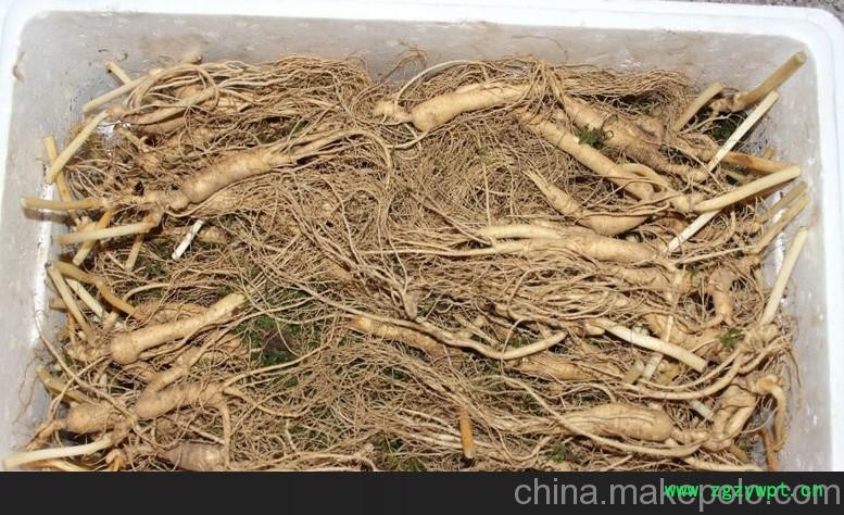 徐州野山参种子批发_徐州千年野山参价格 长寿不老参