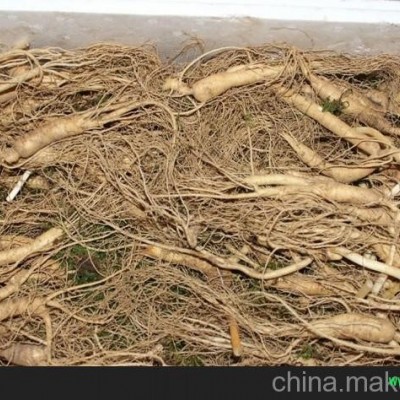 徐州野山参种子批发_徐州千年野山参价格 长寿不老参