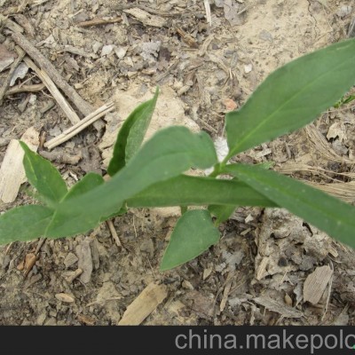 供应旱半夏持续走俏大力发展正当时