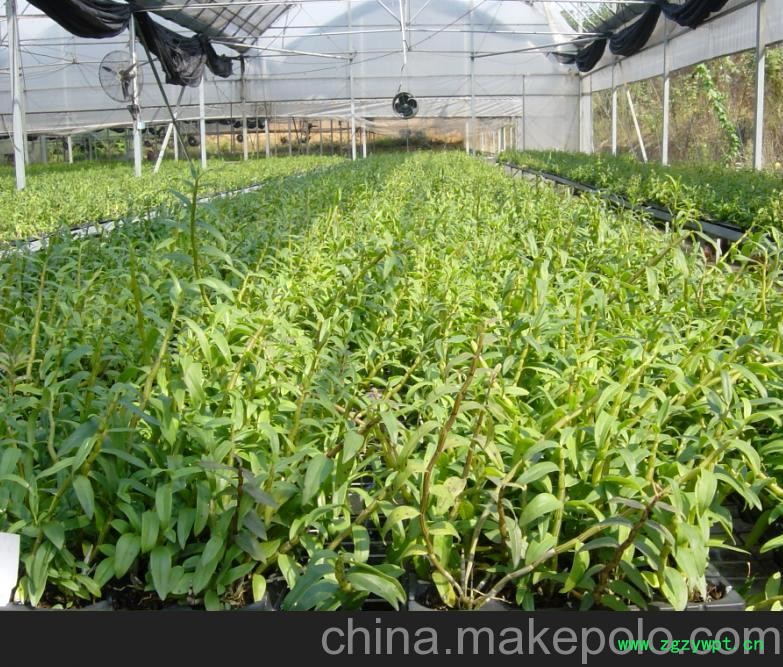 供应丰润莱  铁皮石斛