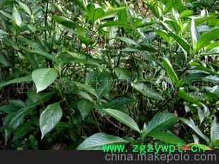 中药材植物原药材、中药材、中药饮片、南板蓝根