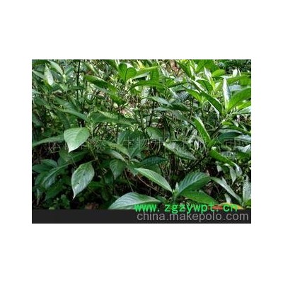 中药材植物原药材、中药材、中药饮片、南板蓝根