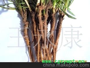 批发，零销甘肃定西优质中药材柴胡