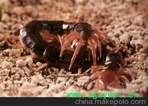 蜈蚣明日之星蜈蚣养殖场郑重承诺