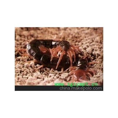 蜈蚣明日之星蜈蚣养殖场郑重承诺