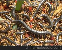 蜈蚣明日之星蜈蚣养殖场郑重承诺图2