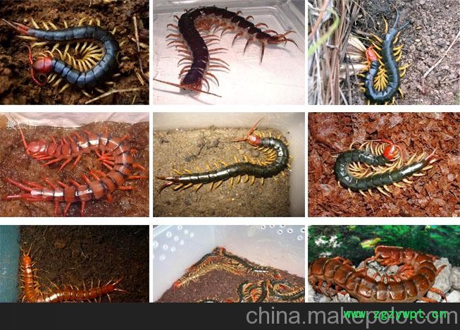 蜈蚣明日之星蜈蚣养殖场郑重承诺图3