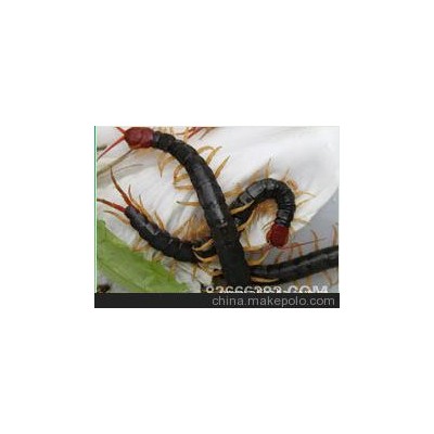 优质澳洲蜈蚣招商规则