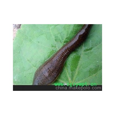 大量供应8--12公分优质医水蛭