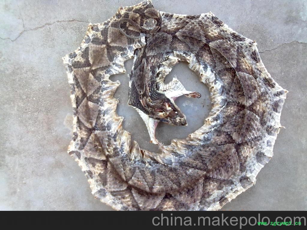 特级正品蕲蛇干 五步蛇干图6