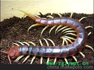 明日之星金头蜈蚣养殖基地图3