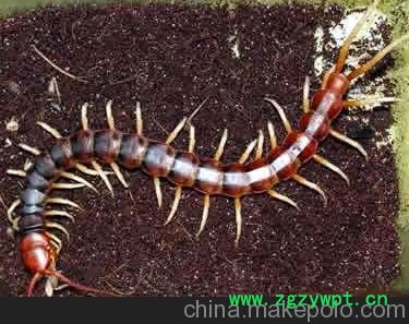 明日之星金头蜈蚣养殖基地图4