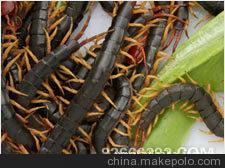 优质澳洲蜈蚣养殖