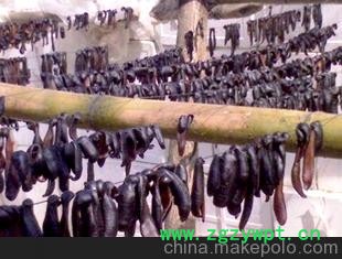 水蛭 收购 蚂蝗 购销