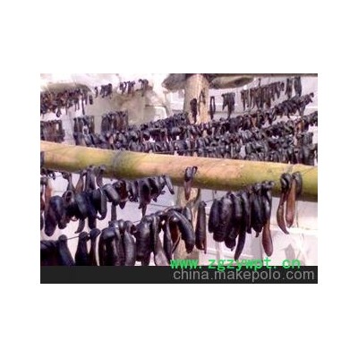 水蛭 收购 蚂蝗 购销